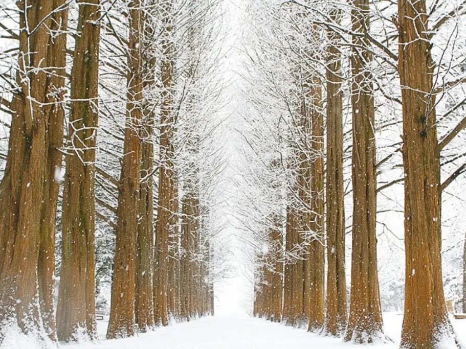 SEOUL%20-%20NAMI%20-%20LOTTE%20WORLD%20T