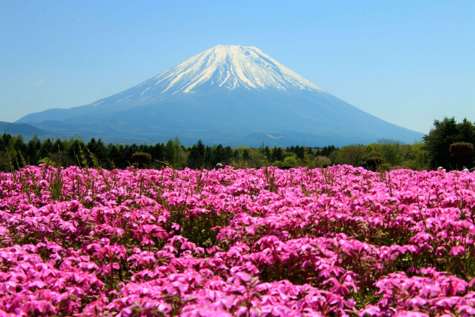 FUJI%20-%20TOKYO%205N4%C4%90%20BAY%20VJ%