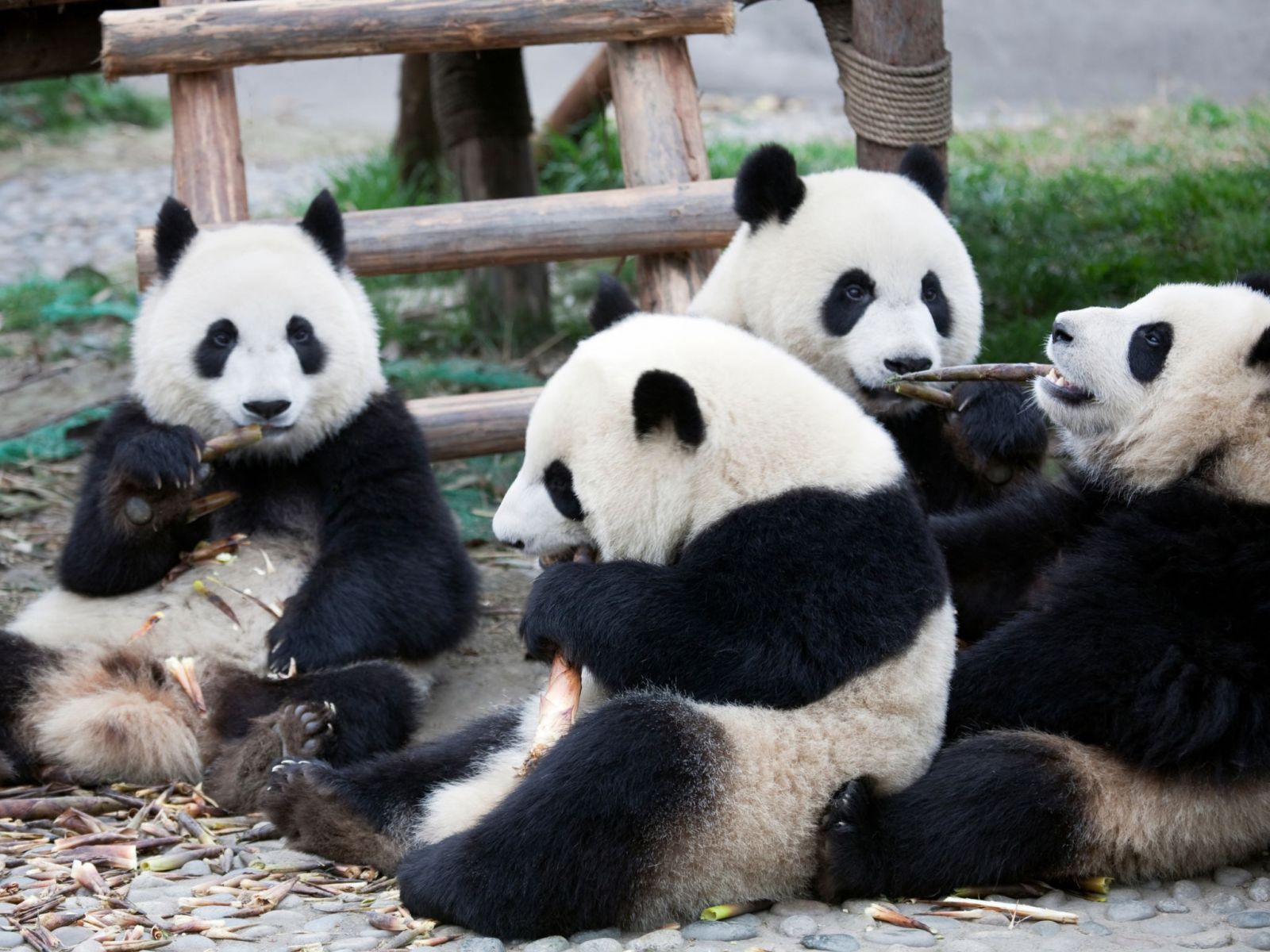 TH%C3%80NH%20%C4%90%C3%94%20-%20C%E1%BB%